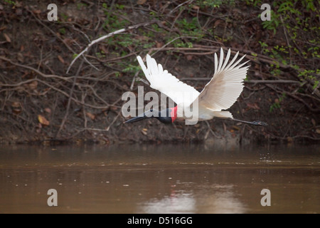 JABIRU-Storch Jabiru Mycteria. Fliegen. Guyana, Südamerika. Stockfoto