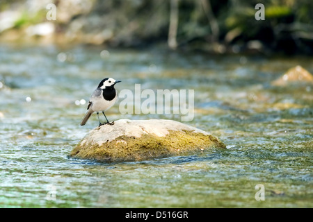 Bachstelze auf Stein am Fluss Stockfoto