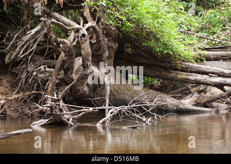 Fisch Fluss. Karanambu. Nord-Fisch. Erodierte Bäume und Wurzeln bieten Abdeckung und Lebensraum riesige Otter Pteronura Brasiliensis. Stockfoto