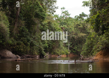 Fisch Fluss. Karanambu. Nord-Fisch. Lebensraum für Riesenotter (Pteronura Brasiliensis). Stockfoto