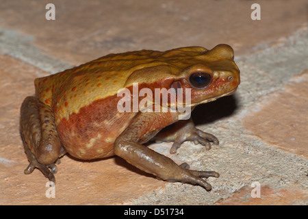 Glatt-seitig oder gefleckte Rhaebo Kröte (Bufo) Guttatus. Stockfoto