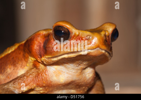 Glatt-seitig oder gefleckte Rhaebo Kröte (Bufo) Guttatus. Stockfoto