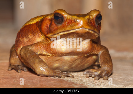 Glatt-seitig oder gefleckte Rhaebo Kröte (Bufo) Guttatus. Stockfoto