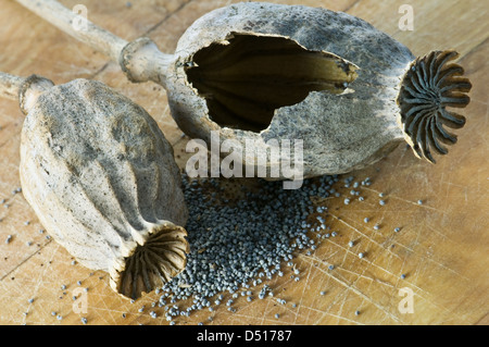 getrocknete Mohn Sprungseile hautnah Stockfoto