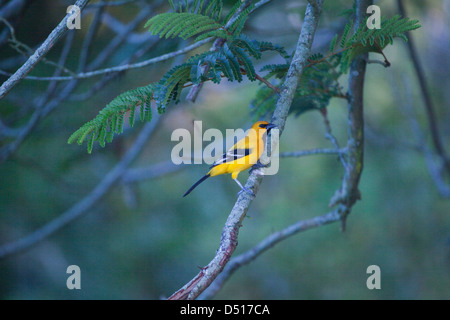 Gelbes Pirol (Ikterus Nigrogularis). Botanische Gärten, Georgetown. Guyana. Stockfoto