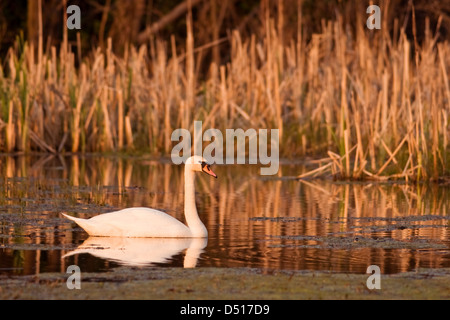 Schwan auf See Wasser closeup Stockfoto