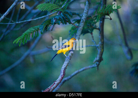 Gelbes Pirol (Ikterus Nigrogularis). Botanische Gärten, Georgetown. Guyana. Stockfoto