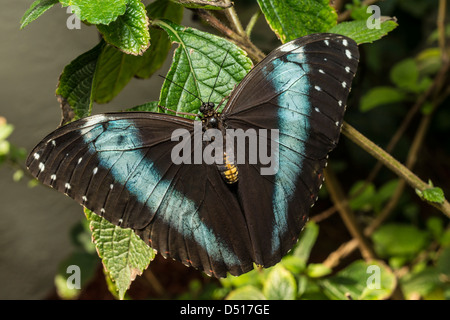 Achilles, Achilles Morpho, Morpho blau-gebändert oder gebändert Blue Morpho (Morpho Achilles) ist eine neotropische Schmetterling Stockfoto