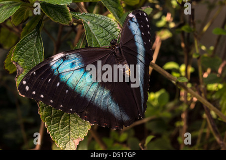Achilles, Achilles Morpho, Morpho blau-gebändert oder gebändert Blue Morpho (Morpho Achilles) ist eine neotropische Schmetterling Stockfoto