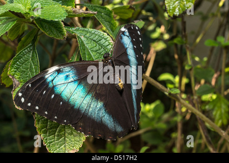 Achilles, Achilles Morpho, Morpho blau-gebändert oder gebändert Blue Morpho (Morpho Achilles) ist eine neotropische Schmetterling Stockfoto