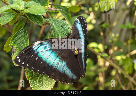Achilles, Achilles Morpho, Morpho blau-gebändert oder gebändert Blue Morpho (Morpho Achilles) ist eine neotropische Schmetterling Stockfoto
