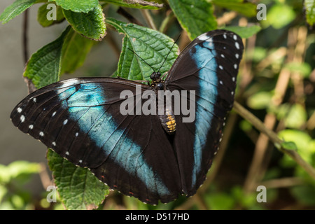 Achilles, Achilles Morpho, Morpho blau-gebändert oder gebändert Blue Morpho (Morpho Achilles) ist eine neotropische Schmetterling Stockfoto