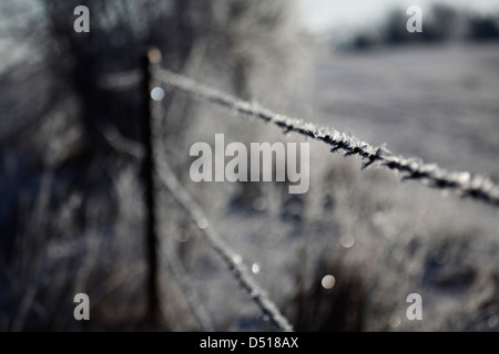 Raureif klammert sich an Stacheldraht. Stockfoto