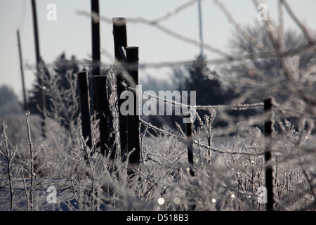 Raureif schmiegt sich an einen Zaun und Pflanzen des Landes. Stockfoto