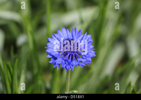 Eine schöne blaue Schaltfläche "Bachelor" Blume. Stockfoto