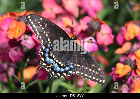 Eine bunte Eastern Tiger Schwalbenschwanz Schmetterling Fütterung auf eine Blume Stockfoto