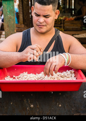 Ein Mann in seinen Zwanzigern Knoblauch sortiert warf sie über einen roten Fach hält er in seinen Händen in ein Open-Air-Markt in Havanna, Kuba. Stockfoto