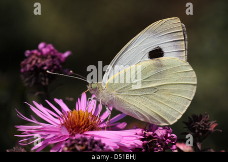 weißer Kohl Schmetterling auf Blume Stockfoto