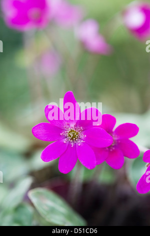 Hepatica Nobilis Japonica. Lebermoos-Blume Stockfoto