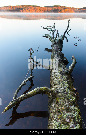 Umgestürzter Baum auf ruhiger See, Rådasjön, Schweden, Europa Stockfoto