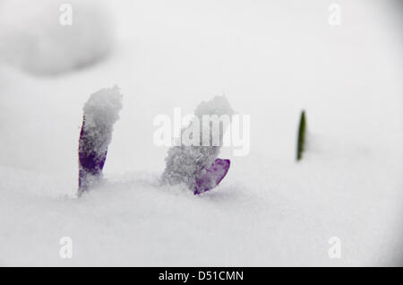 Krokus peeping aus einer Schneedecke in Morley in der Nähe von Leeds. Stockfoto