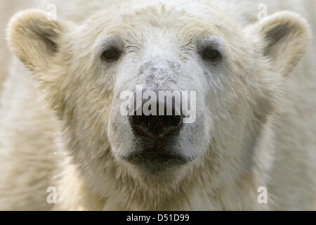 () - ein Dpa-Datei Bild datiert 19. Mai 2009 zeigt Berlins berühmte Eisbär Knut im Zoo in Berlin, Deutschland. Knut dreht sich vier am 5. Dezember 2010. Foto: Arno Burgi Stockfoto