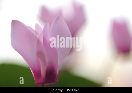 Persische Veilchen (Cyclamen Persicum), Bilder aus dem Monat in Israel Stockfoto