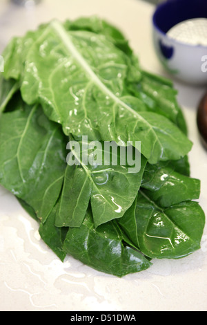 Frische Blätter Mangold Stockfoto