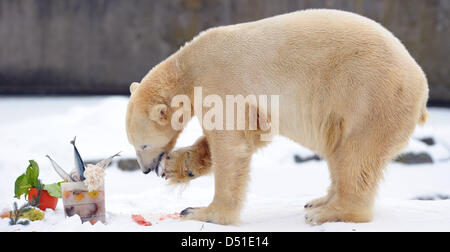 Eisbär Knut genießt seine köstliche Geschenke zu seinem vierten Geburtstag in seinem Gehege im Zoo in Berlin, Deutschland, 5. Dezember 2010. Er war ein Icebomb Fisch, Salat und vier aus Teig gegeben. Zahlreiche Besucher sahen die traditionelle Zeremonie. Foto: Soeren Stache Stockfoto