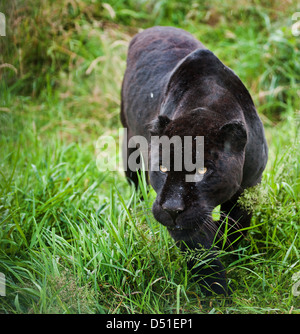 Schwarzer Jaguar Panthera Onca schlich durch lange Rasen Stockfoto