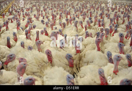 Ein Datei-Bild vom 14. Januar 2010 zeigt Puten auf einer Geflügelfarm in Boesel, Deutschland. Angesichts die wachsende Kritik an Geflügel Zuchtbedingungen will Deutschland Regeln um mehr Kontrolle über die Anbaumethoden zu erreichen. Foto: Carmen Jaspersen Stockfoto