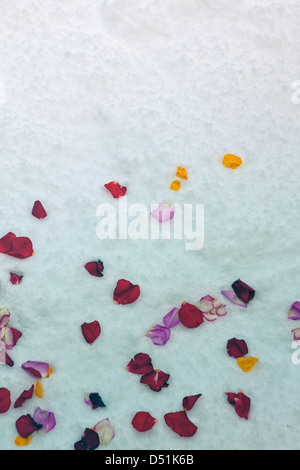 bunte Blüten im Schnee liegen Stockfoto