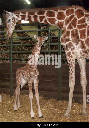 Ein Handout Serengti Park ein Foto vom 23. Dezember 2010 zeigt die ein - Tage alten Giraffe Kalb Rudolph stehen in seinem Stall im Seregenti Park in der Nähe von Hodenhagen, Deutschland. Er war bei 06:00 morgens geboren, so dass die Tierpfleger die Newcomer in den Park als ein verfrühtes Weihnachtsgeschenk begrüßen zu dürfen. Foto: Serengeti-Park Stockfoto