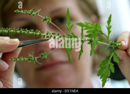 (DATEI) Eine Archivfoto vom 19. September 2006 zeigt einen Mitarbeiter untersuchen eine Beifußblättrige Ambrosie (Ambrosia Artemisiifolia) Pflanze im Leibniz-Zentrum für Agrarforschung Landschaft in Munechenberg, Deutschland. Experten aus der deutschen Pollen Informationen Stiftung erwarten Pollenflug im Jahr 2011, vor allem Ambrosie und Birkenpollen Baum höher sein. Foto: Patrick Pleul Stockfoto