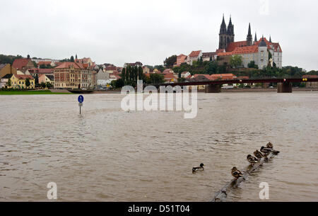 Enten sitzen auf einem Baumstamm in der Elbe in Meißen, Deutschland, 28. September 2010. Der Wasserstand ist derzeit in einer Höhe von 5,20 Meter. Das Stadtzentrum ist im Moment nicht in Gefahr. Foto: ARNO BURGI Stockfoto