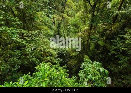 Dschungel am Arenal Hängebrücken wo Regenwald über Stege erreichbar ist; La Fortuna, Provinz Alajuela, Costa Rica Stockfoto