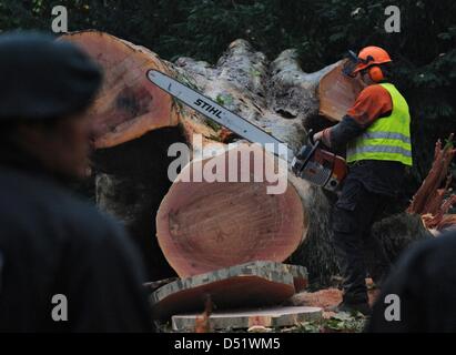 Polizei in Kampfmontur bewachen ein Holzfäller hacken einen Baum am Schlossgarden in Stuttgart, Deutschland, 1. Oktober 2010. Die gewalkt Baum bildet Teil einiger 300 Bäume, die im Rahmen der stark umstrittenen 4,1 Milliarden-Euro-Projekt gefällt werden ' Stuttgart 21', die eine Transformation der Stuttgarter Hauptbahnhof von einem oberirdischen Endstation für eine unterirdische durch Stati sieht Stockfoto