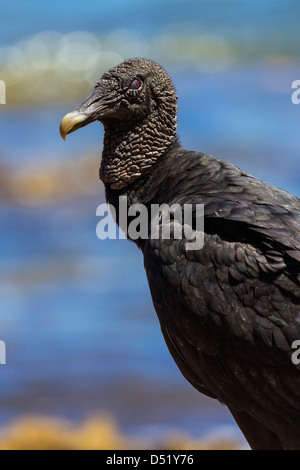 Südamerikanische Schwarze Geier (Coragyps atratus brasiliensis), ein gemeiner Mittelamerikaner, Nosara River Mouth. Nosara, Guanacaste, Costa Rica Stockfoto