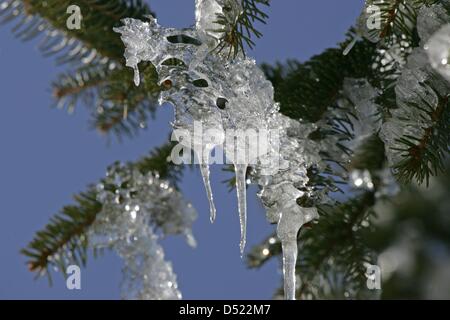 Eiszapfen hängen von den Zweigen eines immergrünen Baumes in Friedrichsbrunn, Deutschland, 16. März 2013. Foto: Matthias Bein Stockfoto