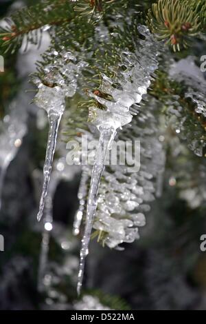 Eiszapfen hängen von den Zweigen eines immergrünen Baumes in Friedrichsbrunn, Deutschland, 16. März 2013. Foto: Matthias Bein Stockfoto