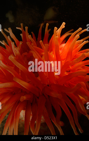 Rote Dahlien Anemone Urticina felina Stockfoto
