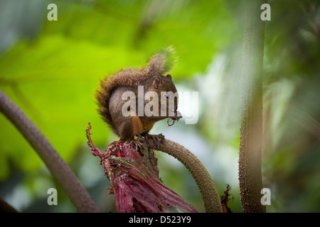 Montane Eichhörnchen, sci.name; Syntheoscirius Brochus, in La Amistad Nationalpark, Chiriqui Provinz, Republik von Panama. Stockfoto