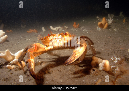 Samt Schwimmer Krabbe Necora puber Stockfoto