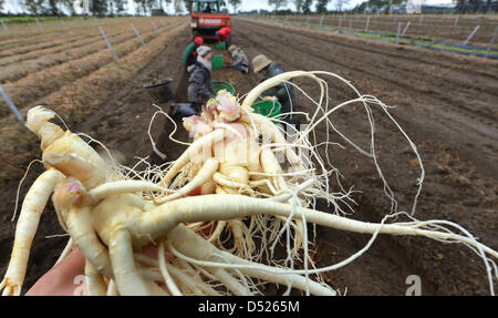 Ginseng wird durch Ernte Hände auf einem Feld in Bockhorn, Deutschland, 20. Oktober 2010 gesammelt. Etwa sieben Tonnen Ginseng wird von der landwirtschaftliche Betrieb, durch eine hervorragende Rendite in diesem Jahr geerntet. Ginseng ist für medizinische Kapseln, Kosmetik und heilende Salben verwendet. Foto: Holger Hollemann Stockfoto