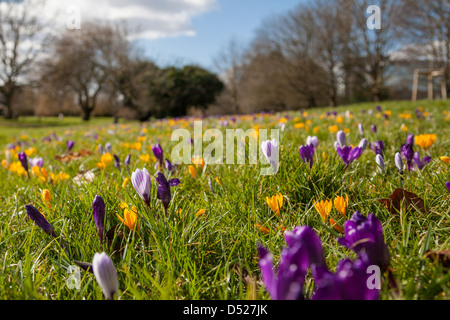 Krokusse blühen im Eastrop Park in Basingstoke, Hampshire Stockfoto