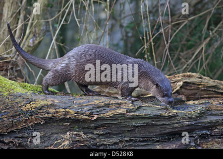 Gemeinsamen Otter (Lutra Lutra) Stockfoto