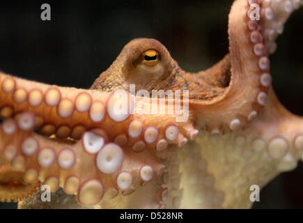 (DATEI) Ein Datei-Bild datiert 9. Juli 2010 der Oktopus Oracel Paul in Oberhausen, Deutschland. Paul starb am 25. Oktober 2010. Foto: ROLAND WEIHRAUCH Stockfoto