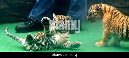 Tigerbabys Daseep (L) und Tschuna Handgemenge im Zoo in Wuppertal, Deutschland, 27. Oktober 2010. Die weiblichen Tschuna hat eine neue Gespielin in den sieben Wochen alten männlichen Daseep, die gerade in Wuppertal angekommen. Daseep wurde am 10. September 2010 im Zoo Frankfurt Am Main geboren und wurde von Tierpfleger erhoben. Nur 400 Sumatra-Tiger leben noch in freier Wildbahn. Daseep erbringt daher offsprin Stockfoto