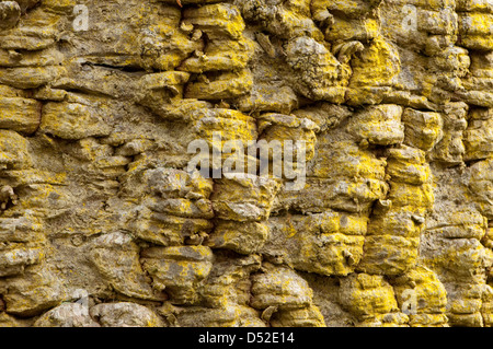 Affe Puzzel Baumrinde Stockfoto