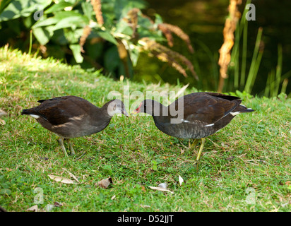 Teichhuhn mit jungen Stockfoto